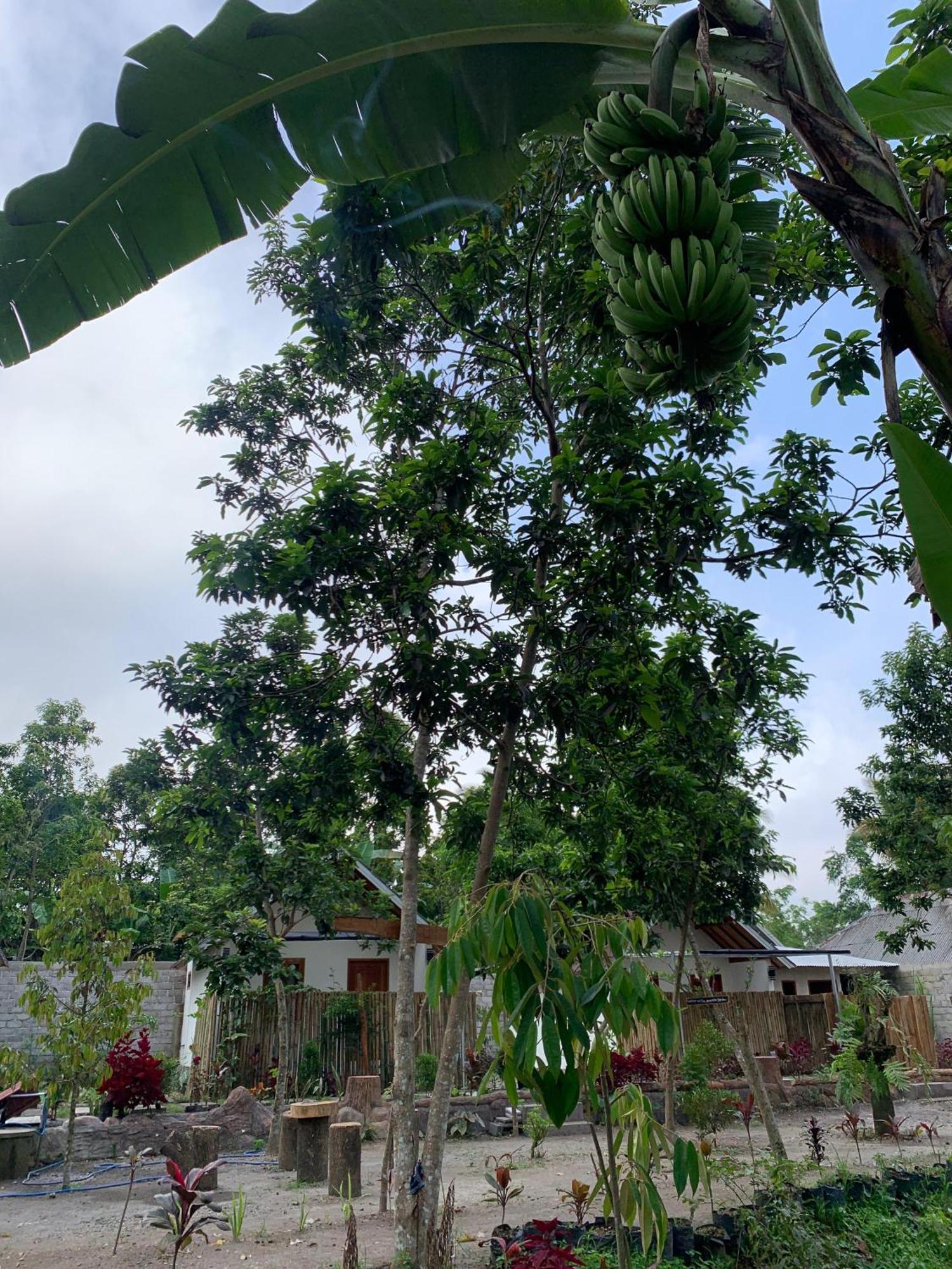 Avocado Homestay Тетебату Экстерьер фото